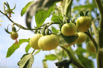 tomatoes on a branch green gardening