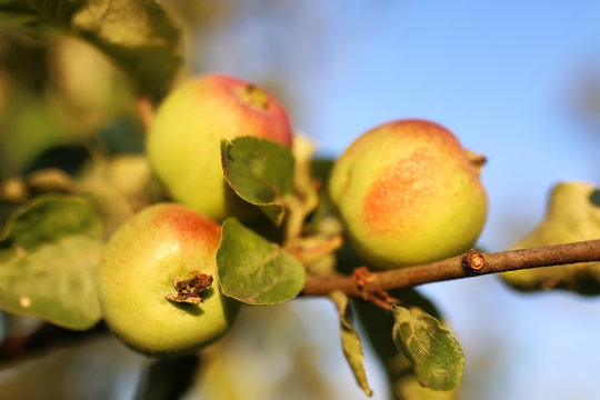 apple fruit on the tree