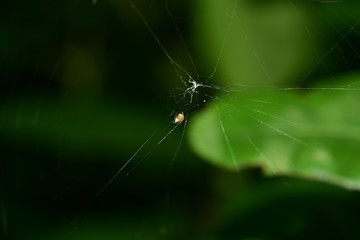macro spider