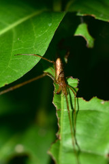 macro spider