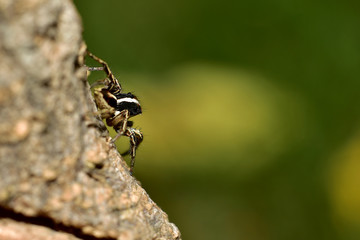 jumping spider. Macro. Small jump spider in the forest Thailand