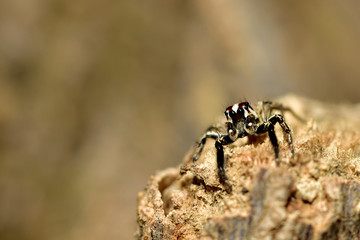 jumping spider. Macro. Small jump spider in the forest Thailand