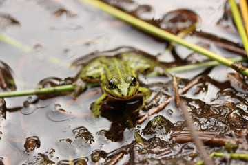 Teichfrosch im Wasser