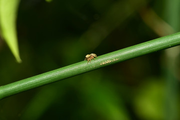 Obraz premium jumping spider. Macro. Small jump spider in the forest Thailand
