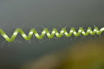 super macro shot vine of plant beautiful background