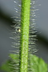 spider.super macro shot vine of plant beautiful background