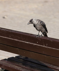 Hooded crow  (Corvus cornix) sitting on wooden bench in park