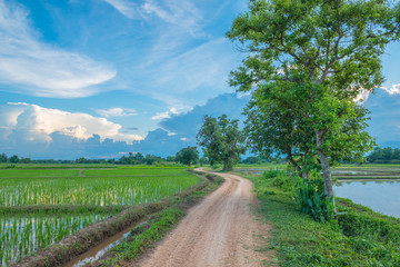 Fototapeta na wymiar rice field landscape in the evening