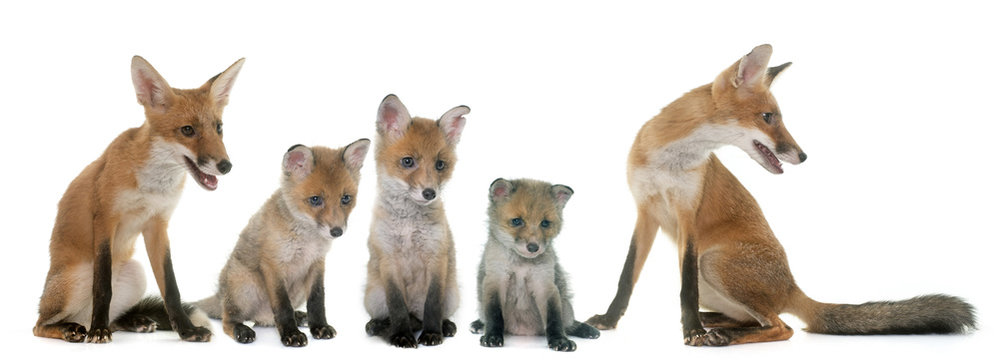 Fox Family In Studio