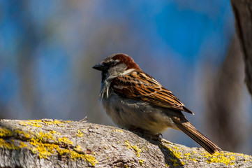 Moineau.