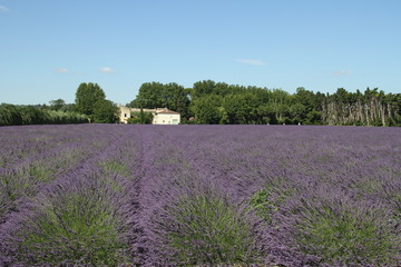 Lavender field In Provence, France