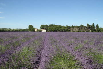 Huge lavender field in France
