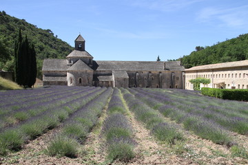 Sénanque Abbey with lavender field in Provence, France