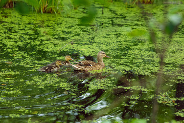 Mother duck with ducklings