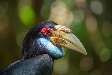 Close-up of the male Hornbill, Borneo, Malaysia.