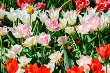 Obraz na płótnie Canvas Spring flowers, tulips. Arboretum.
