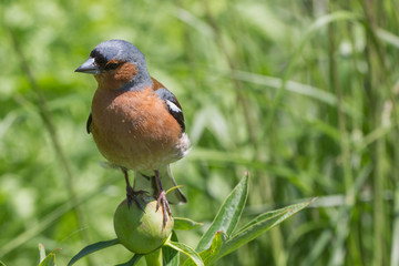 Buchfink im Park fotografiert, Makro