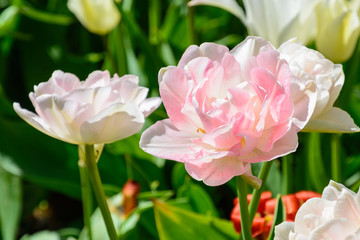 Spring flowers, tulips. Arboretum.
