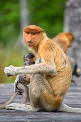 Proboscis Monkey (Nasalis larvatus) endemic  of Borneo.  Female with baby sitting on the feeding platform in Labuk Bay Proboscis Monkey Sanctuary, Sarawak.