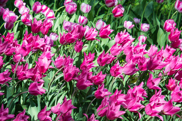 Spring flowers, tulips. Arboretum.