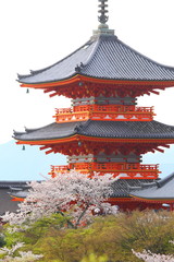 Fototapeta premium Red pagoda in Kyoto during cherry blossoms