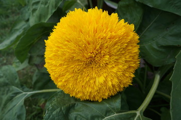 One yellow sunflower 'Teddy bear' close up