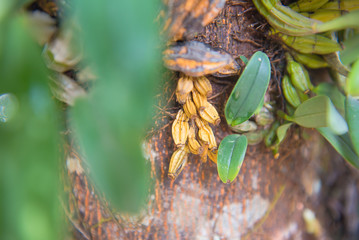 parasite plant living and plant growing on trees in forest