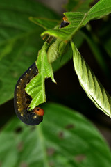Caterpillar