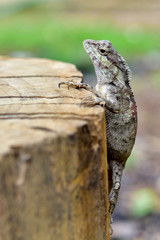 lizard looking (Chinese water dragon)