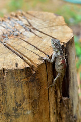 lizard looking (Chinese water dragon)