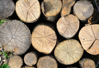 Wooden logs. firewoods.