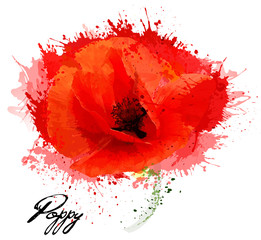 Beautiful watercolor flower poppy drawing. Vector.