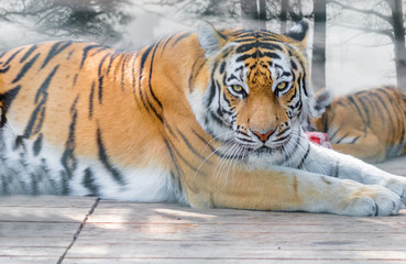 wild animal the Amur tiger