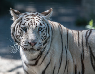 Plakat big white Bengal tiger