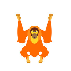 Isolated Orangutan Icon © RedlineVector