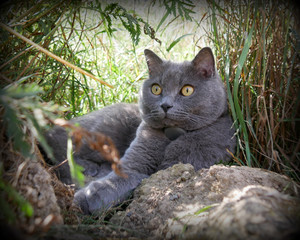 Katze der Rasse Britisch Kurzhaar im schattigen Gras