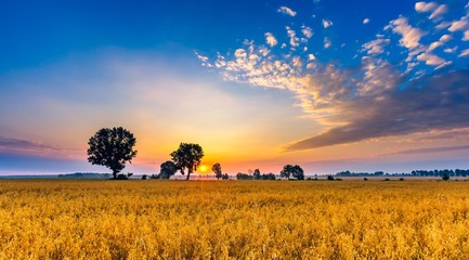 Fototapeta premium Misty morning landscape with cereal field under beautiful sky.