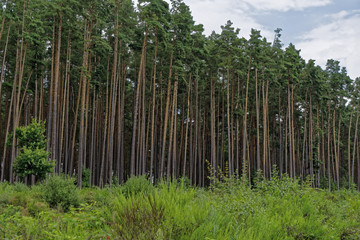 Fototapeta na wymiar pine forest in summer
