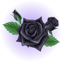 black rose flower illustration vector