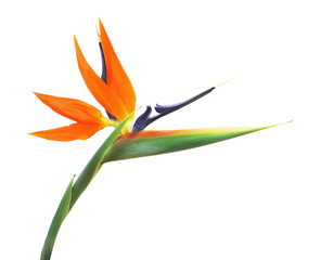Bird of paradise flower, isolated on white background.