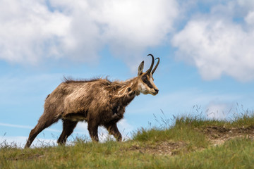 Wild chamois on the mountain grassy ridge