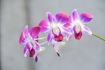 Orchid