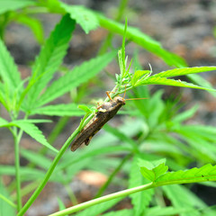 Grasshopper take cannabis plant, marijuana in nature