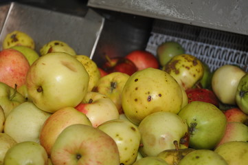 Äpfel in der Apfelsaftpresse, Apfelsaftherstellung