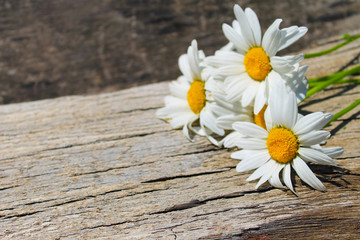 Obraz premium White camomile flowers on wooden background