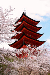 青空と満開の桜と五重塔