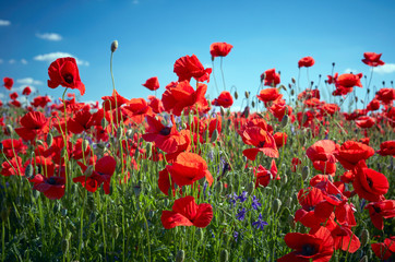 Poppy field flowers. Red poppies over blues sky background