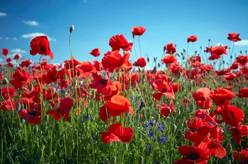 Poster de jardin Coquelicots Poppy field flowers. Red poppies over blues sky background