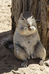 Erdhörnchen