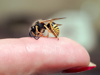 Insect wasp on a female finger. macro